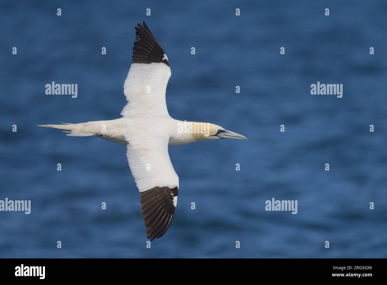 Northern gannet (Morus Bassanus) flying, with the sea as background. Stock Photo