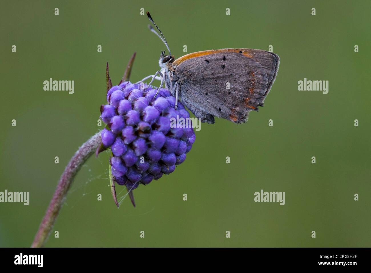 Small Copper foraging on Devil's-bit Scabious Stock Photo
