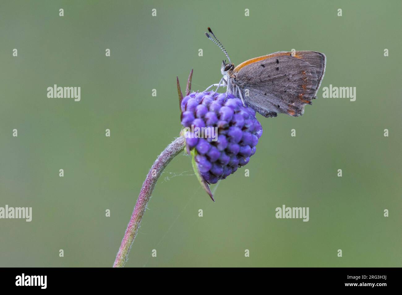Small Copper foraging on Devil's-bit Scabious Stock Photo