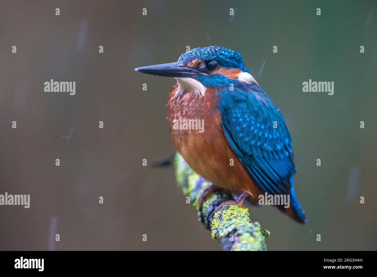 Common Kingfisher; Alcedo atthis Stock Photo