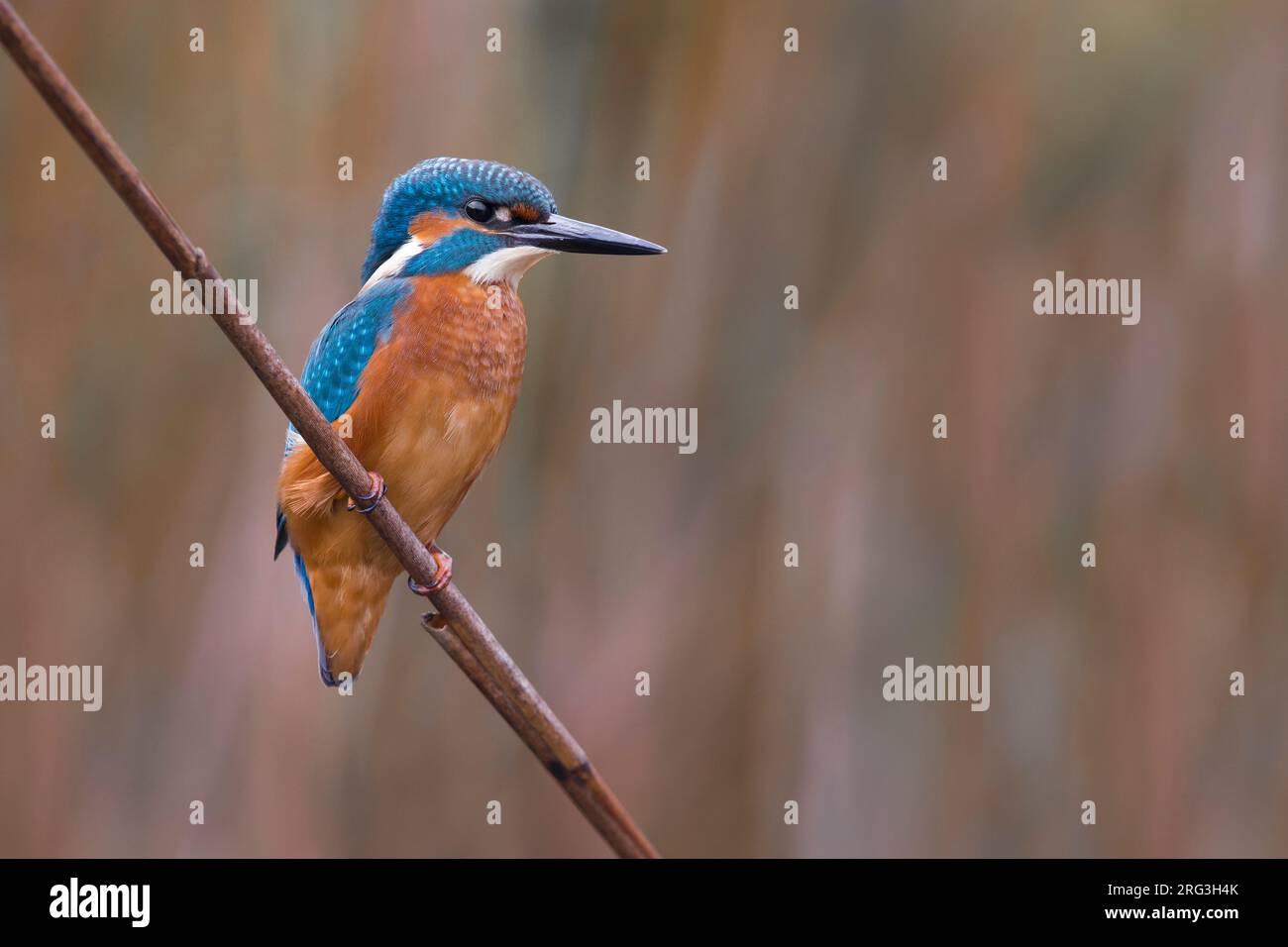 Common Kingfisher; Alcedo atthis Stock Photo