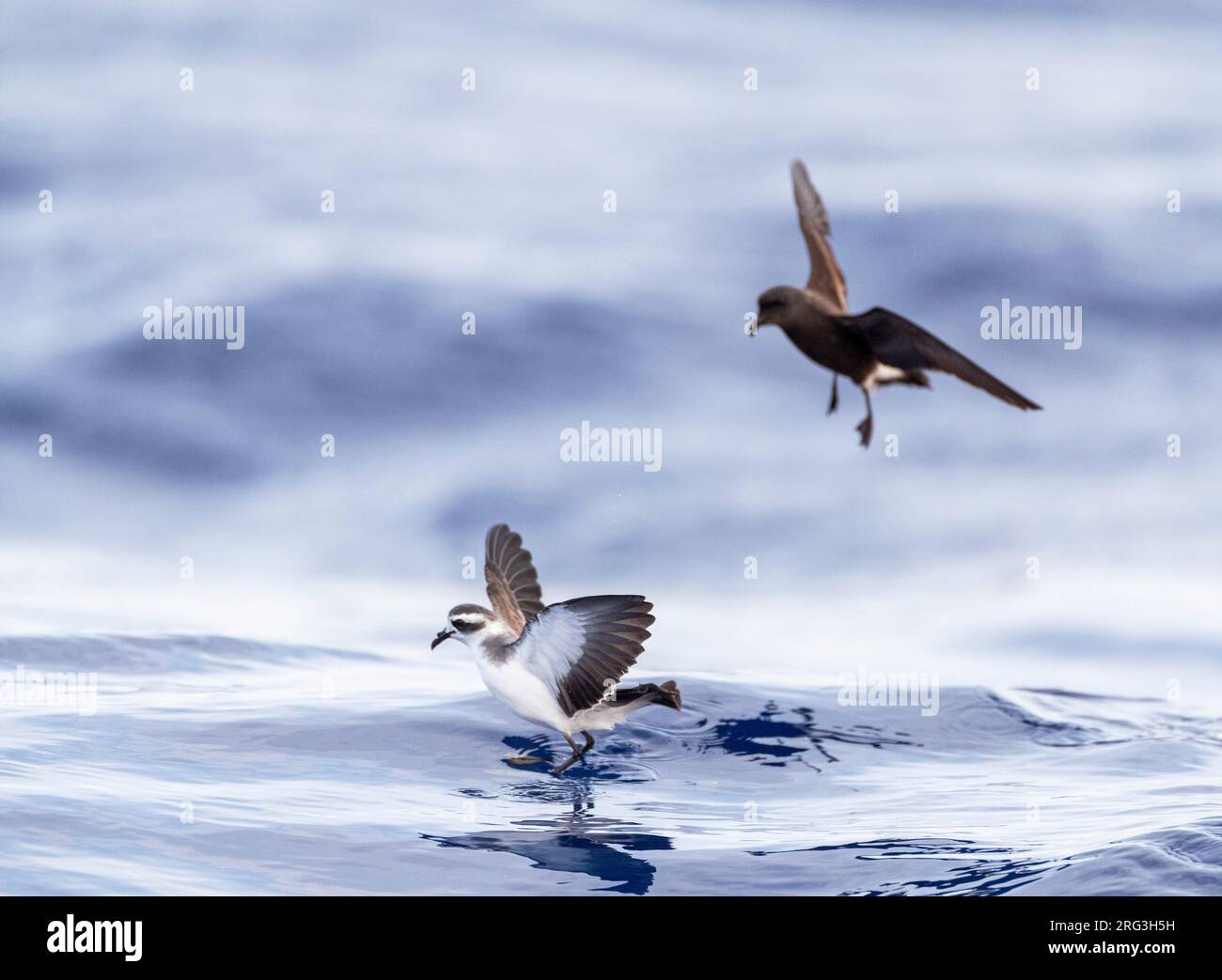 White-faced Storm Petrel (Pelagodroma marina) foraging on the Atlantic Ocean off the Madeira islands. Standing on the water like Jezus with Wilson’s S Stock Photo