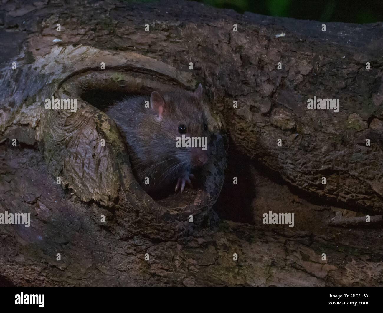 Field, Mouse; Microtus arvalis coming out of a little hole in a dead