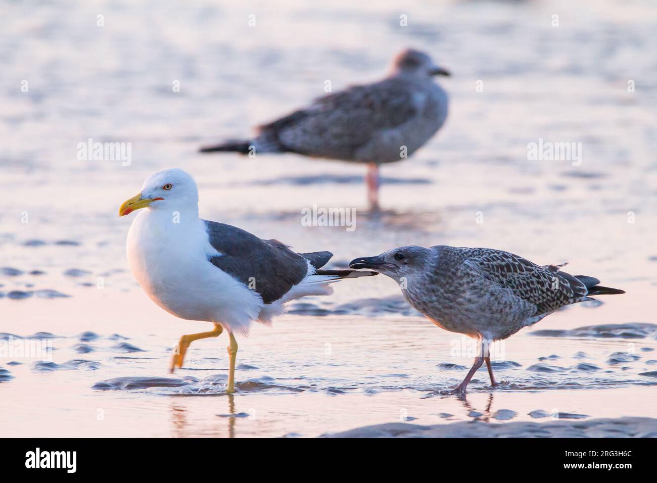 Kleine Mantelmeeuw, Lesser Back-backed Gull, Larus fuscus with beggin chick on the beack Stock Photo