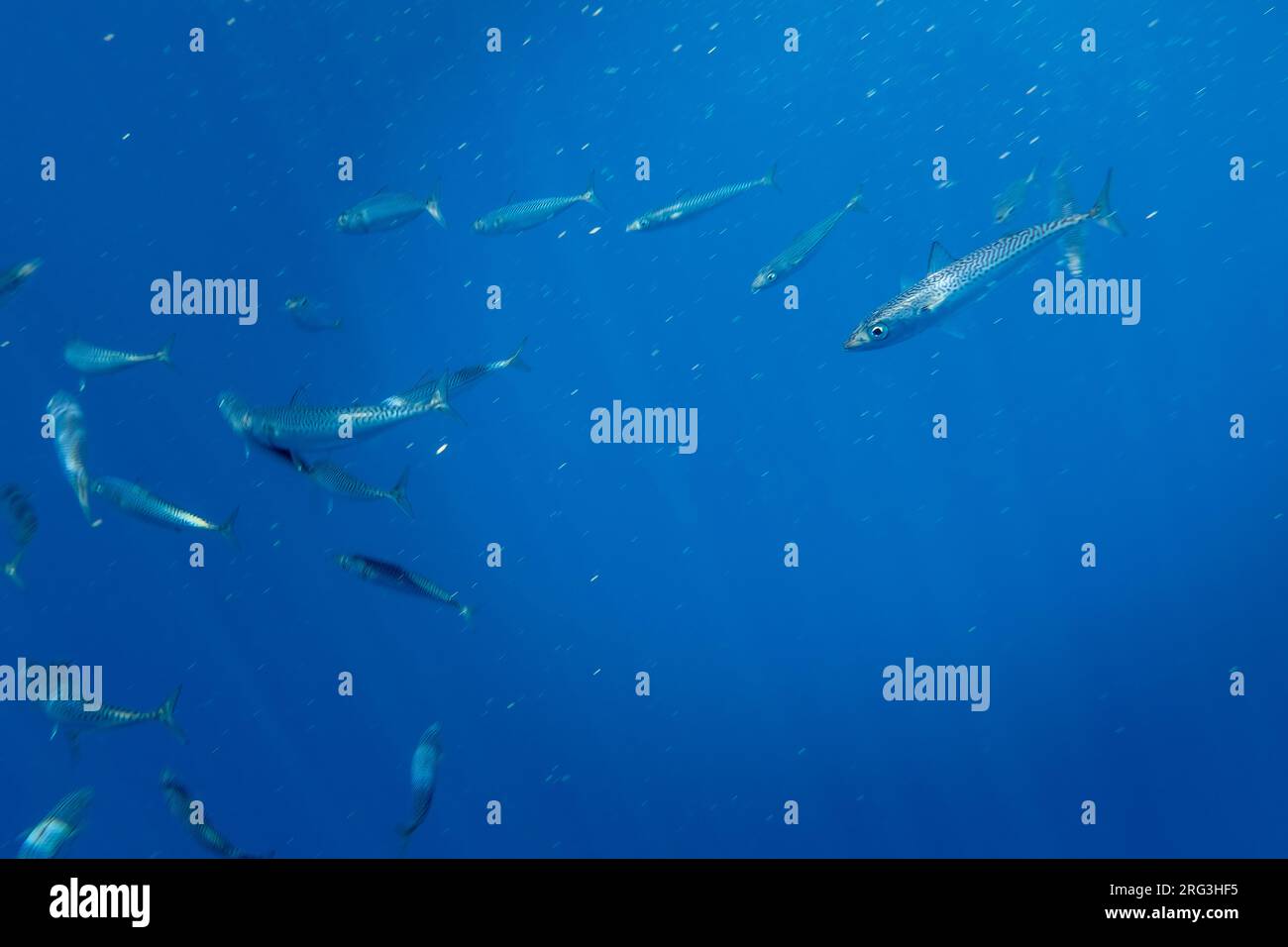 Atlantic mackerel (Scomber scombrus) swimming into the Bank de la Fortune, off Graciosa, Azores, Portugal. Stock Photo