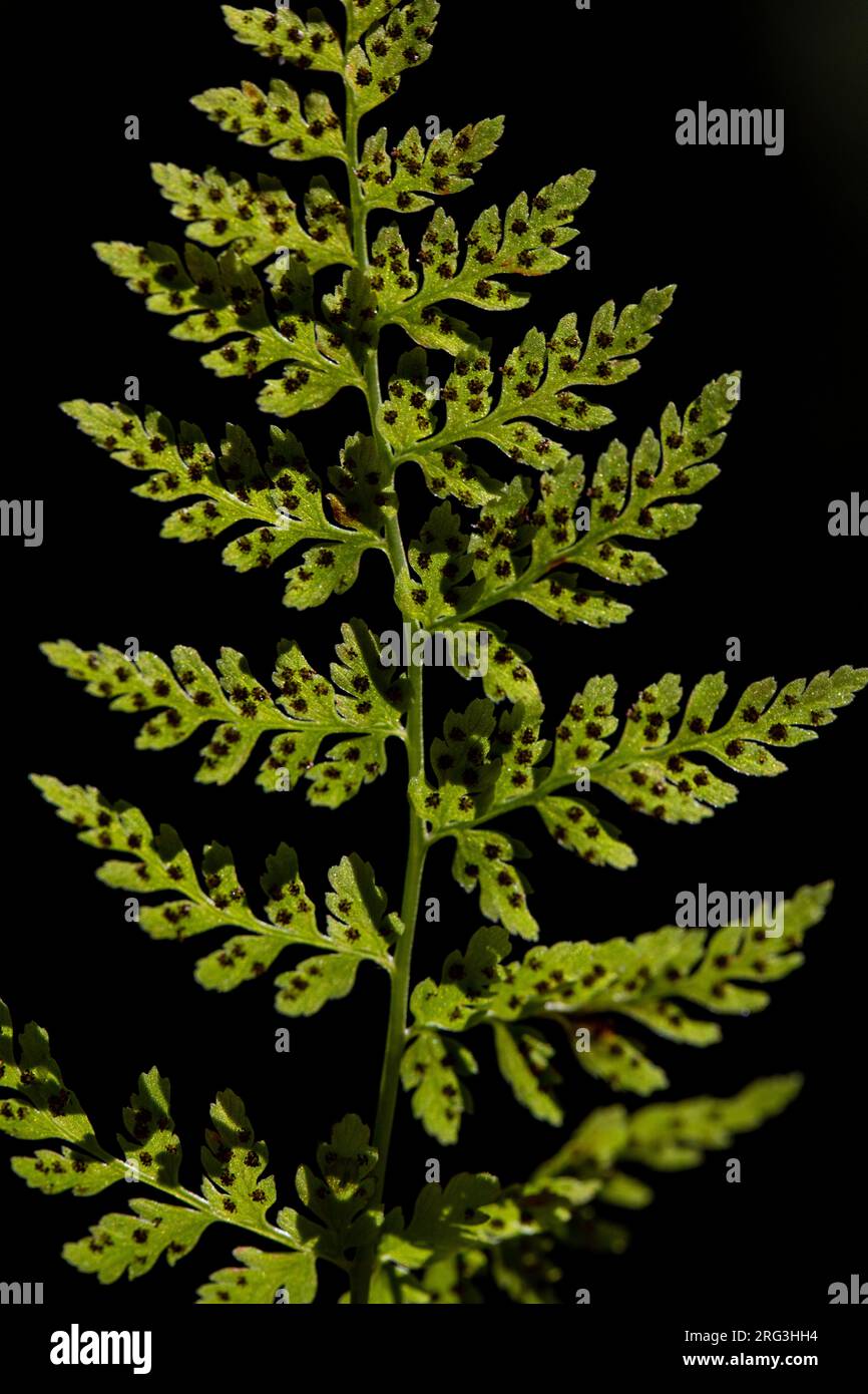 Black spleenwort, Asplenium adiantum-nigrum Stock Photo