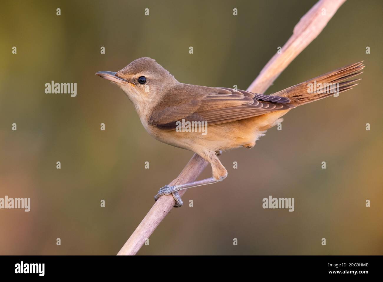 Great Reed warbler, Acrocephalus arundinaceus, in Italy. Perched on a twig. Stock Photo