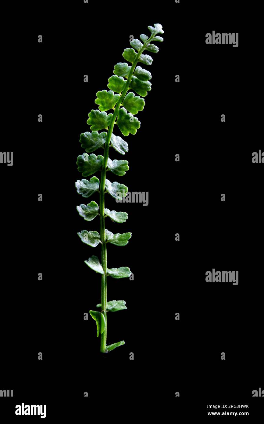 Green Spleenwort, Asplenium viride Stock Photo