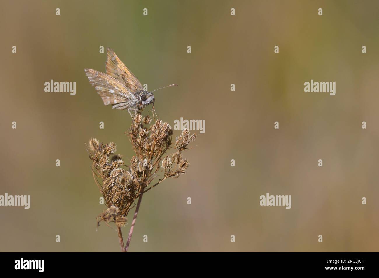 Mallow skipper (Carcharodus alceae) foraging, with the vegetation as background. Stock Photo