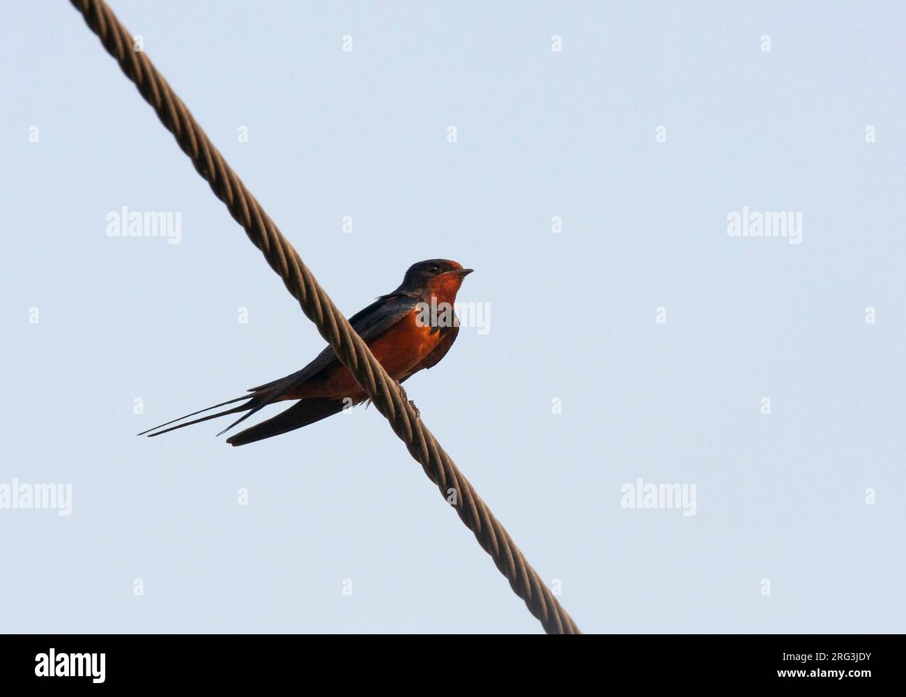 Adult Egyptian Barn Swallow (Hirundo rustica savignii) resting on a power line in ancient Luxor. Stock Photo