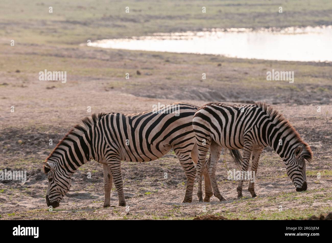 Two common zebras, Equus quagga, grazing near a waterhole. Chobe National Park, Botswana. Stock Photo