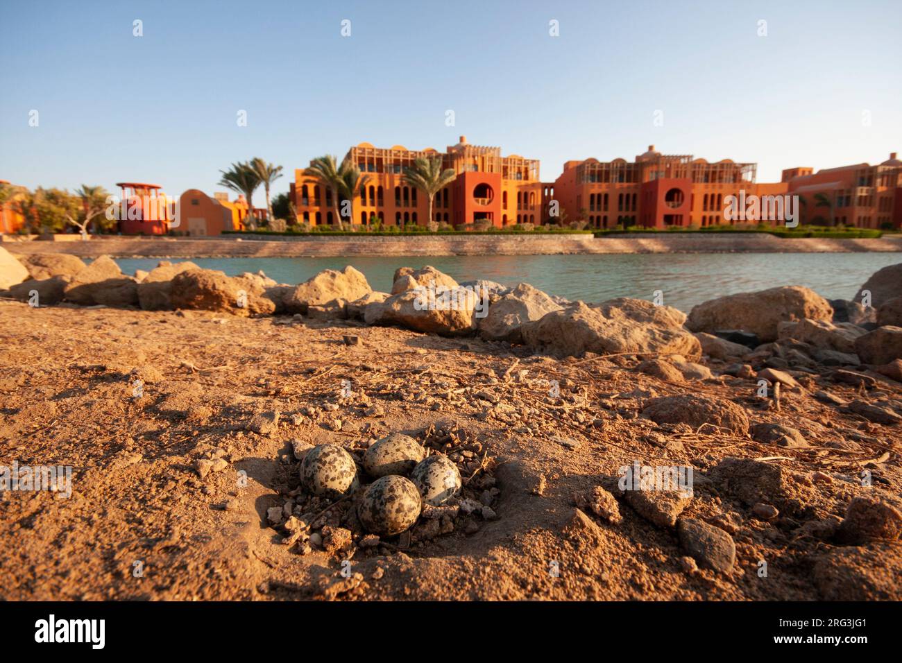 Nest with four eggs of Spur-wingend Lapwing (Vanellus spinosus) situated on the golf course of the Steigenberger hotel complex in Egypt. Stock Photo