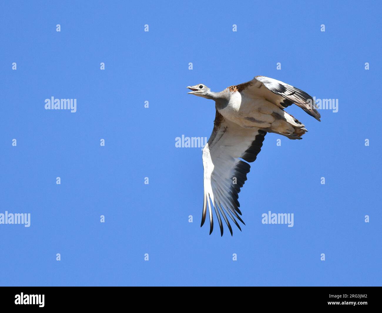 Great Bustard (Otis tarda) in flight during autumn in the Iberian peninsula. Stock Photo
