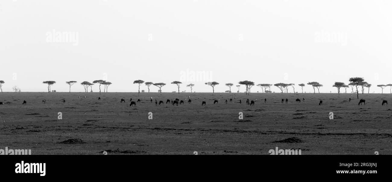 The plain of Masai Mara spotted