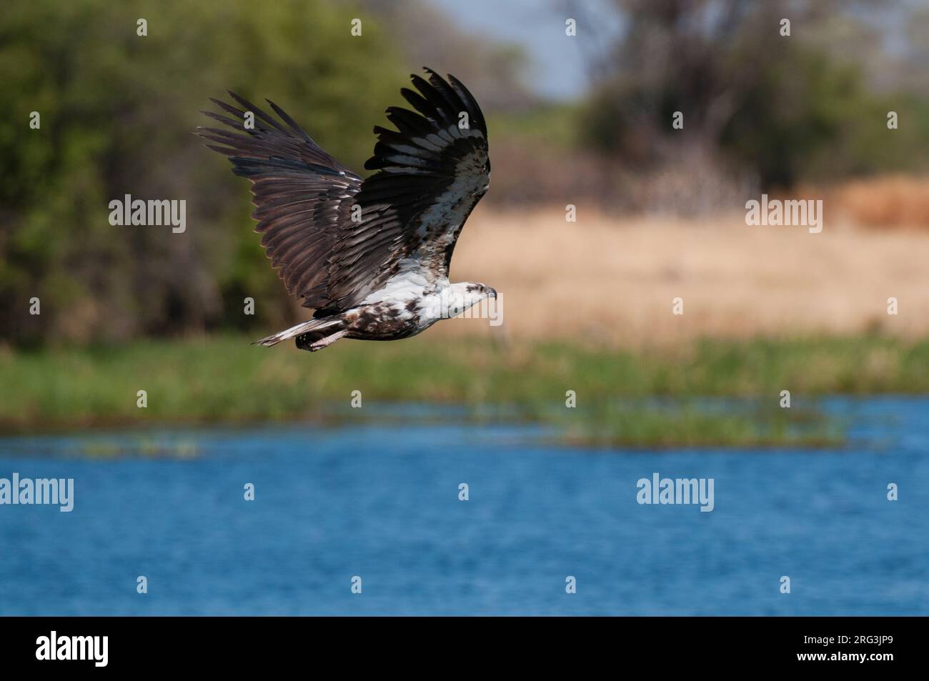 A juvenile African fish eagle, Haliaeetus vocifer, in flight. Okavango Delta, Botswana. Stock Photo