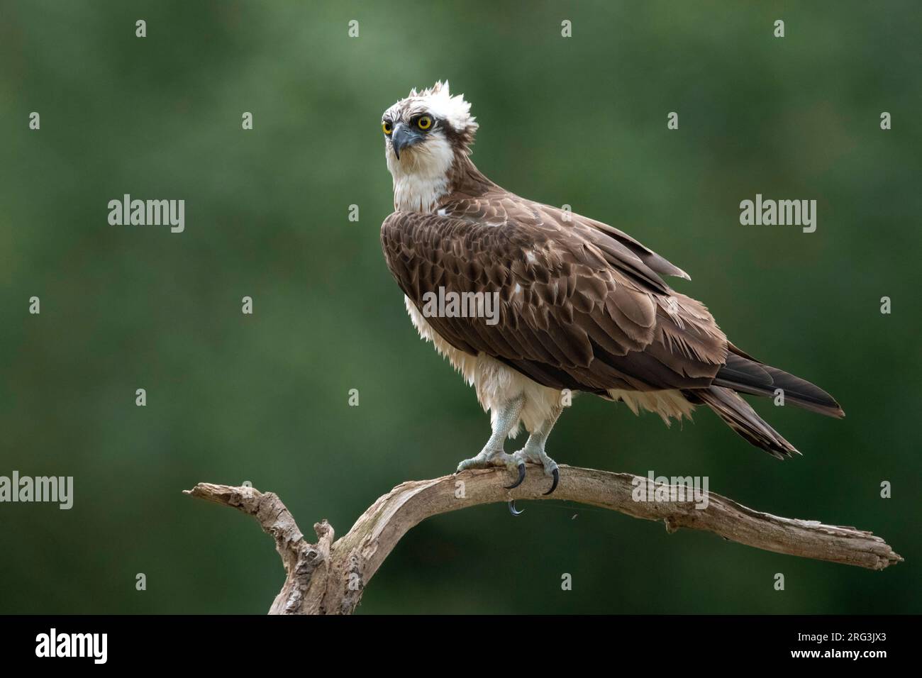Osprey, Pandion haliaetus, in the Netherlands. Stock Photo