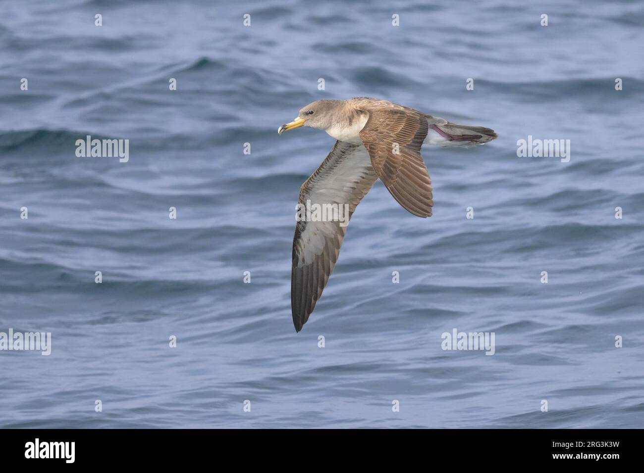 Cory's shearwater (Calonectris borealis) flying, wit the sea as background. Stock Photo