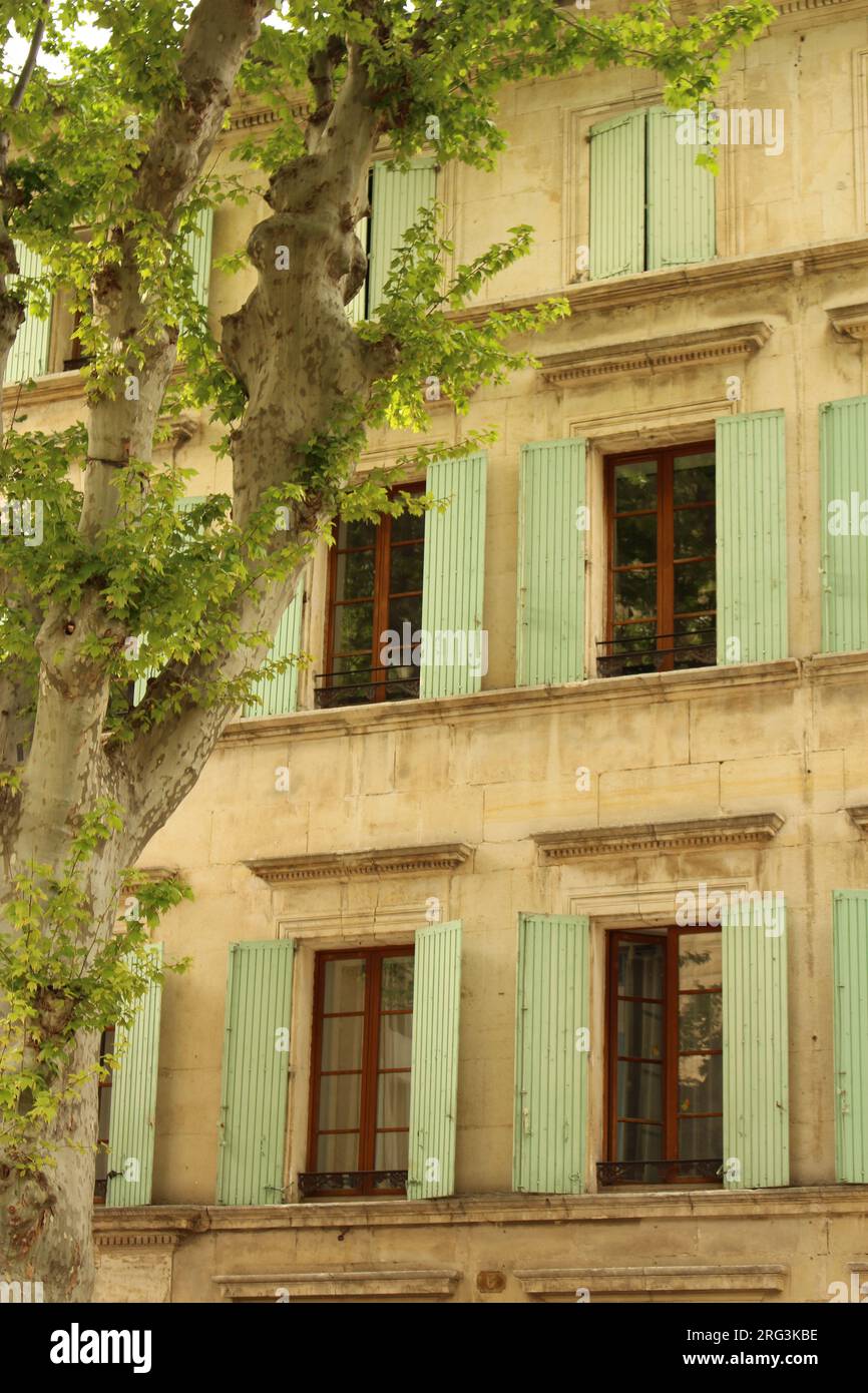 Pollarded sycamore tree with light turquoise Provencal shutters behind it. Typical façade of stone building in Provence (Orange, Vaucluse, France) Stock Photo