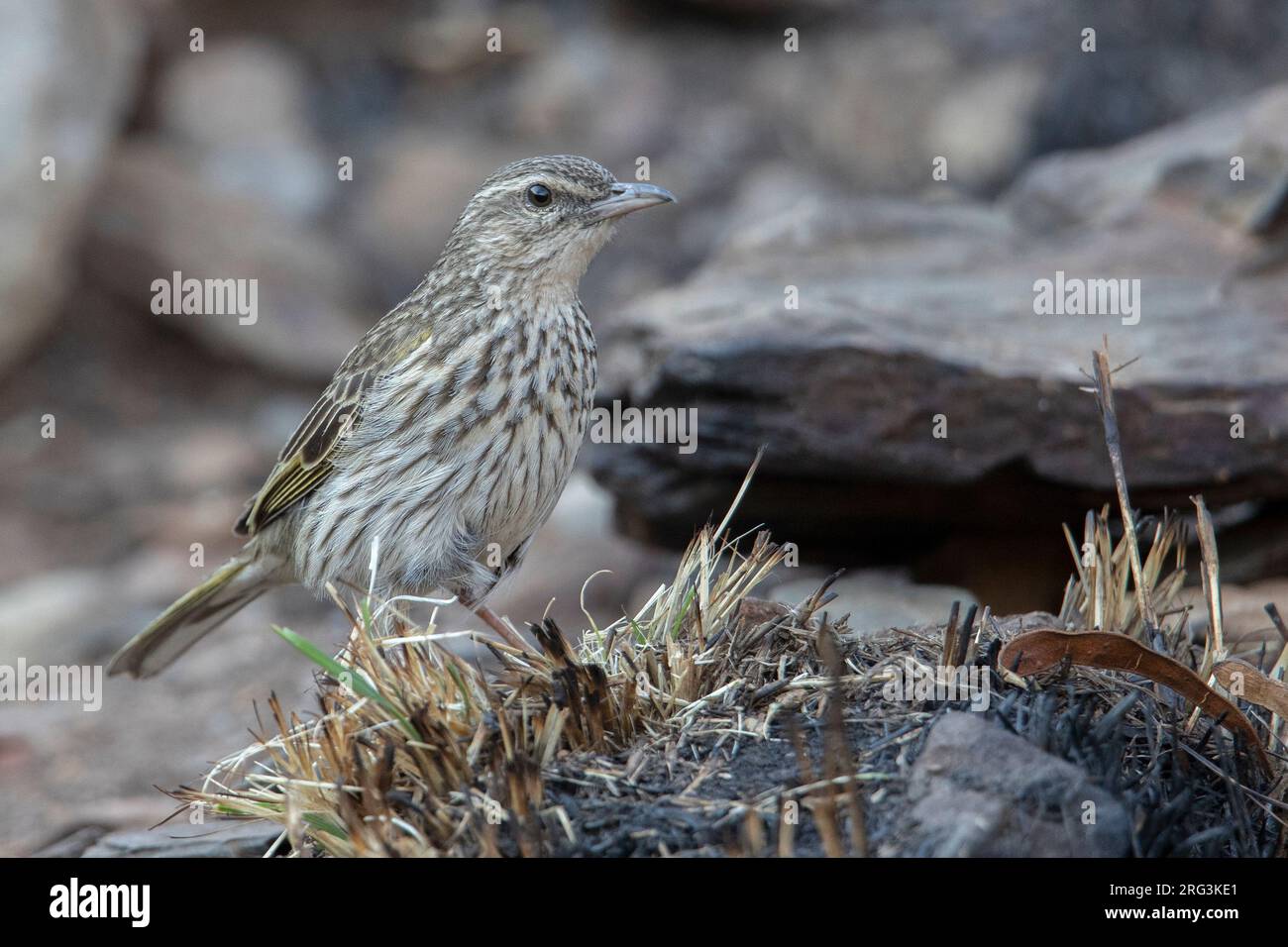 Striped Pipit (Anthus lineiventris) at Johannesburg, South Africa. Stock Photo