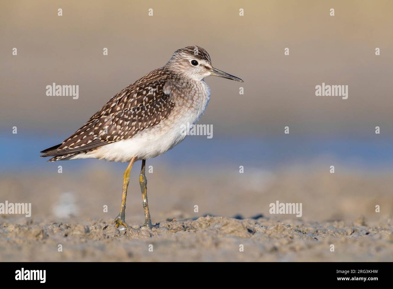 Wood Sandpiper (Tringa glareola), side view of an individual standing on the mud, Campania, Italy Stock Photo