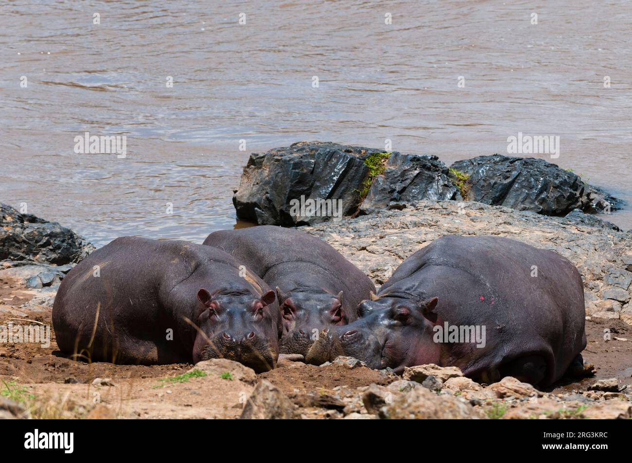 Hippo full side view hi-res stock photography and images - Alamy