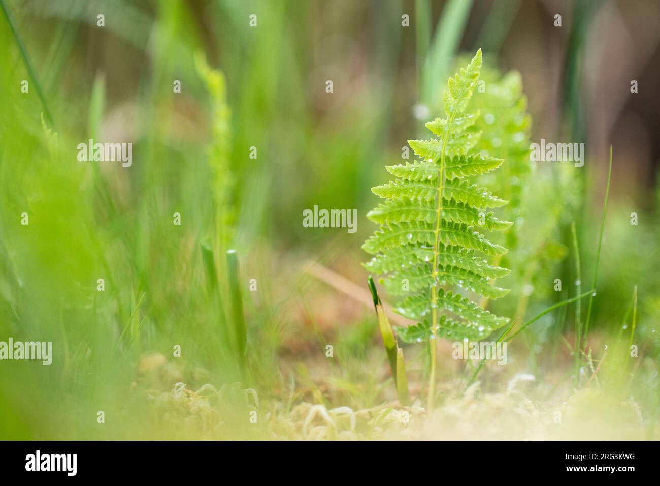Marsh Fern, Thelypteris palustris Stock Photo