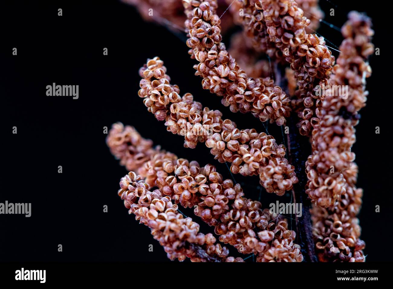 Royal fern; Osmunda regalis Stock Photo
