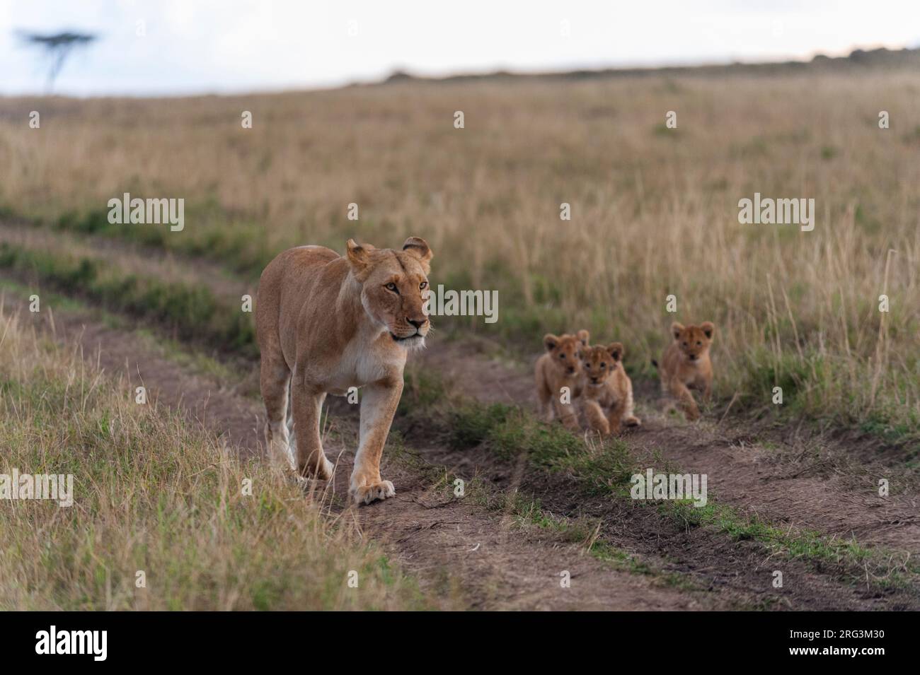 A lioness, Panthera leo, her three-month-old cubs walking in vehicle ...
