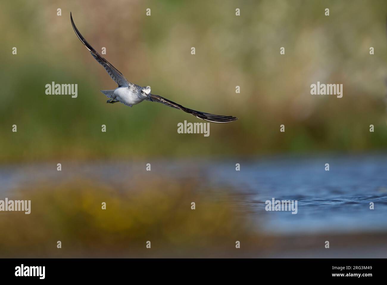 Common Greenshank (Tringa nebularia) in flight Stock Photo - Alamy