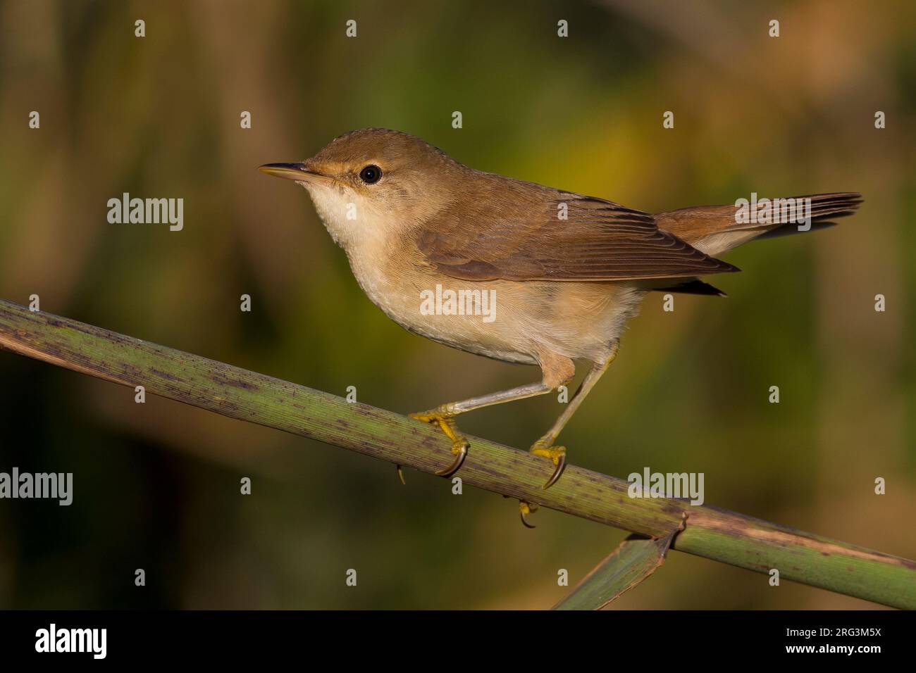 Kleine Karekiet, Eurasian Reed Warber Stock Photo - Alamy