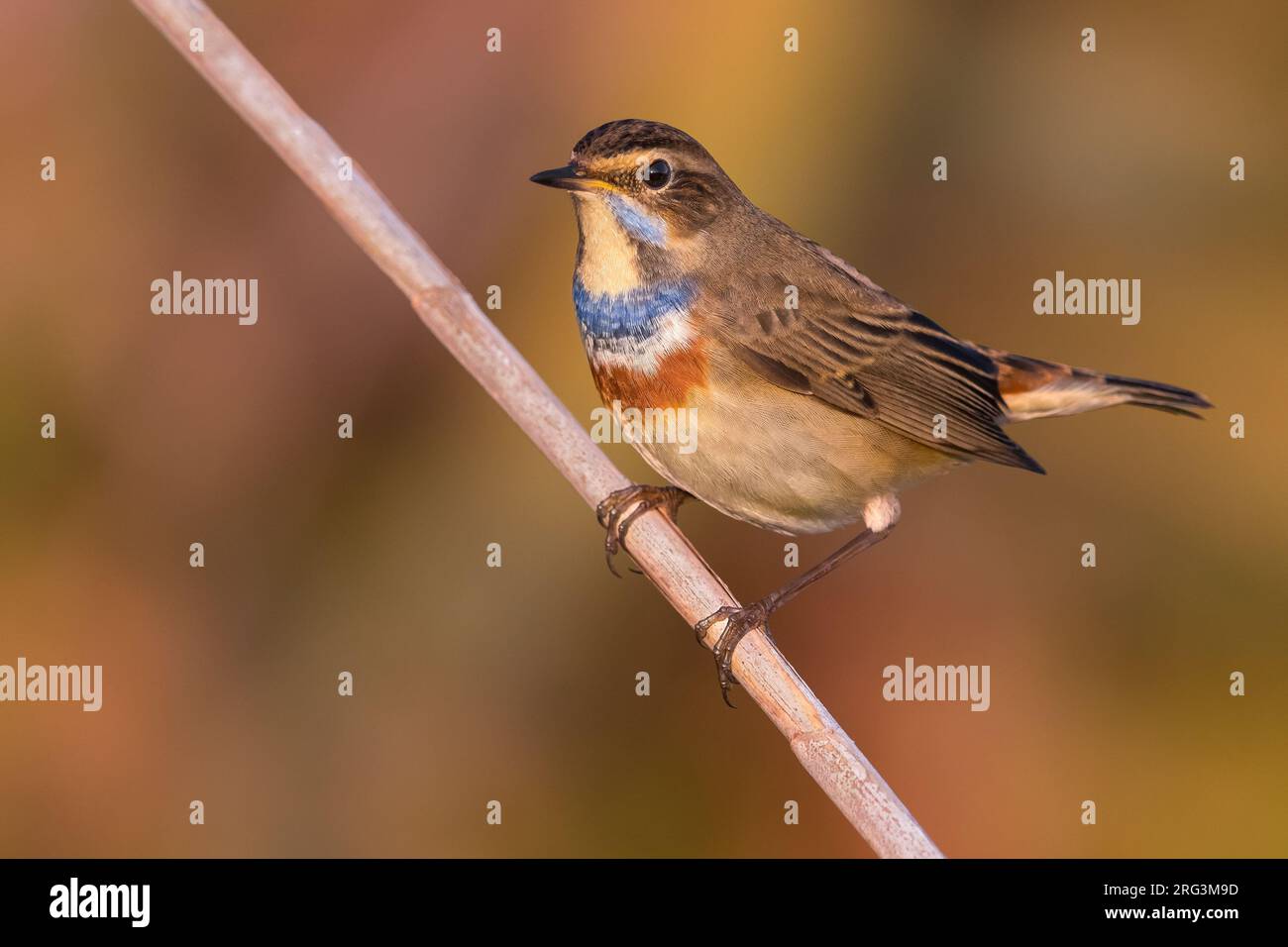 White-spotted Bluethroat (Luscinia svecica) during autumn migration in Italy. Stock Photo