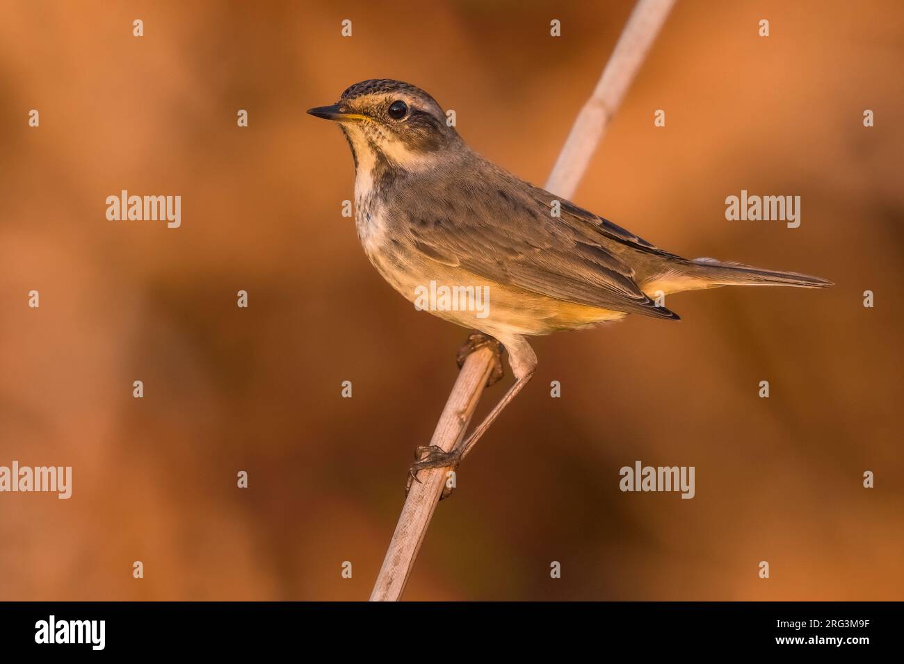 White-spotted Bluethroat (Luscinia svecica) during autumn migration in Italy. Stock Photo