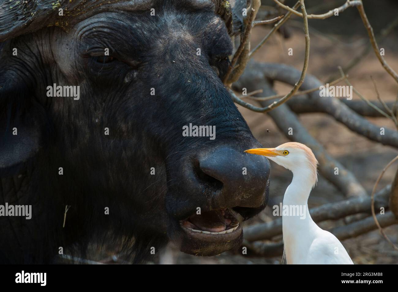 A western cattle egret, Bubulcus ibis, picking insects off on an ...