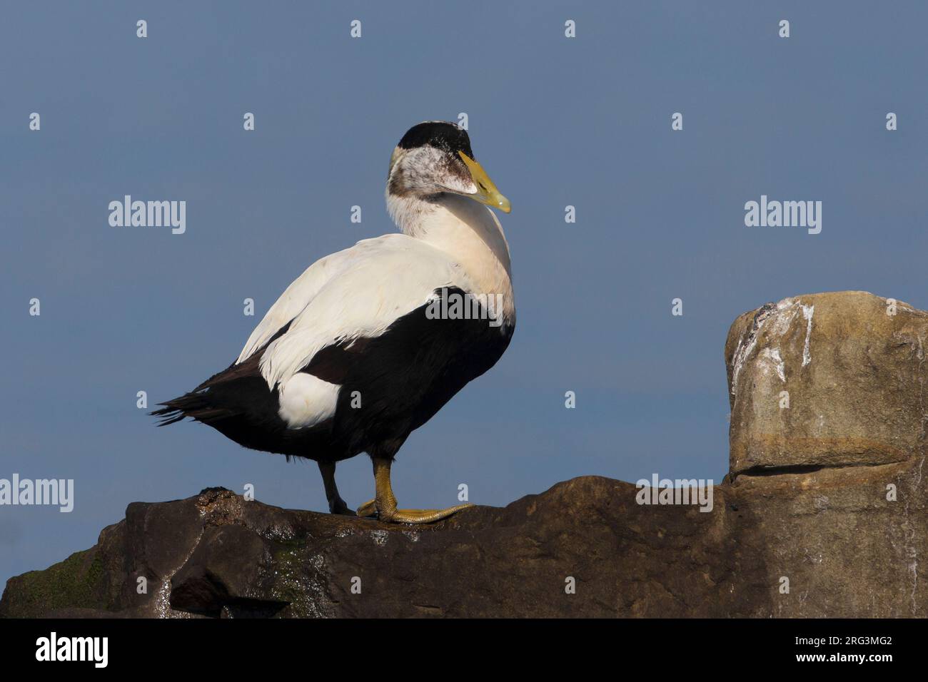 Male common eider on rock hi res stock photography and images Alamy