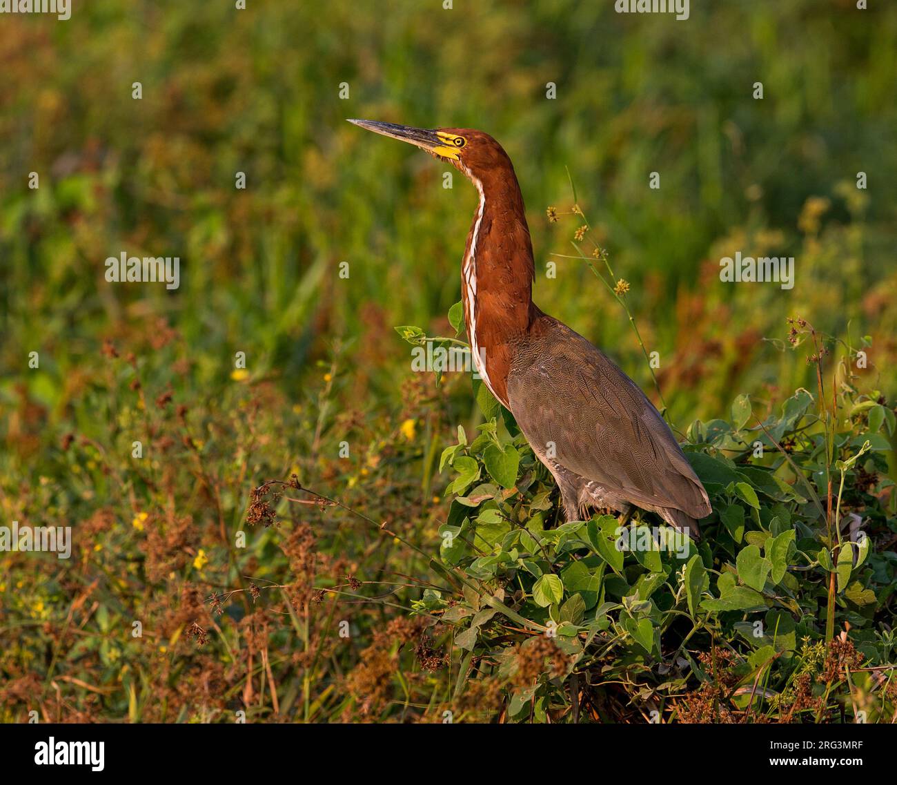 Tigrisoma lineatum marmoratum hi-res stock photography and images - Alamy