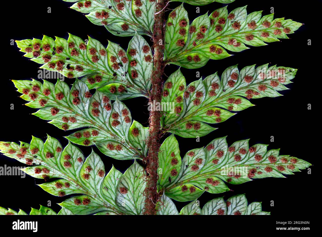 Hard Shield fern, Polystichum aculeatum Stock Photo