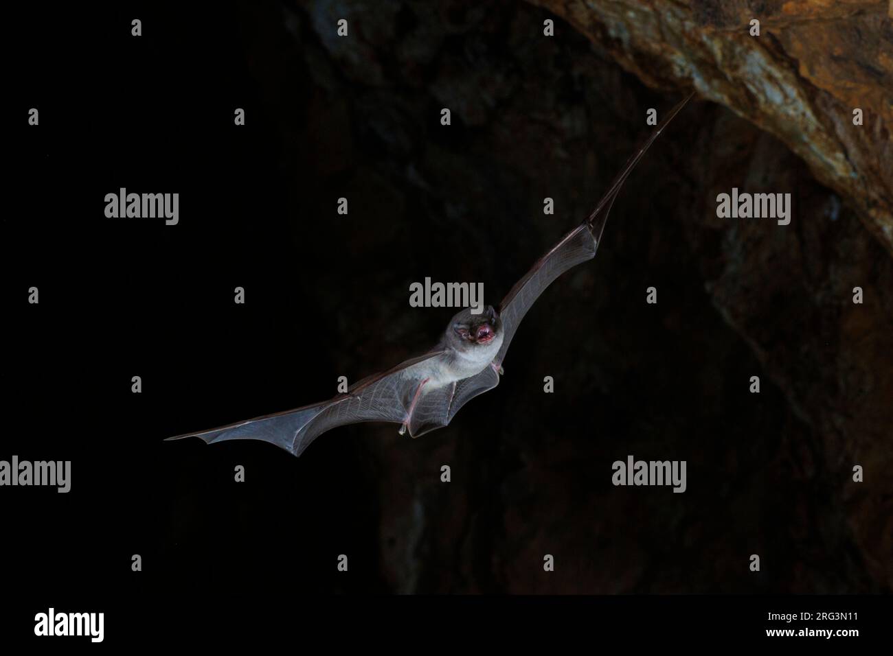 Schreiber's bat (Miniopterus schreibersii) taken the 12/10/2022 at La