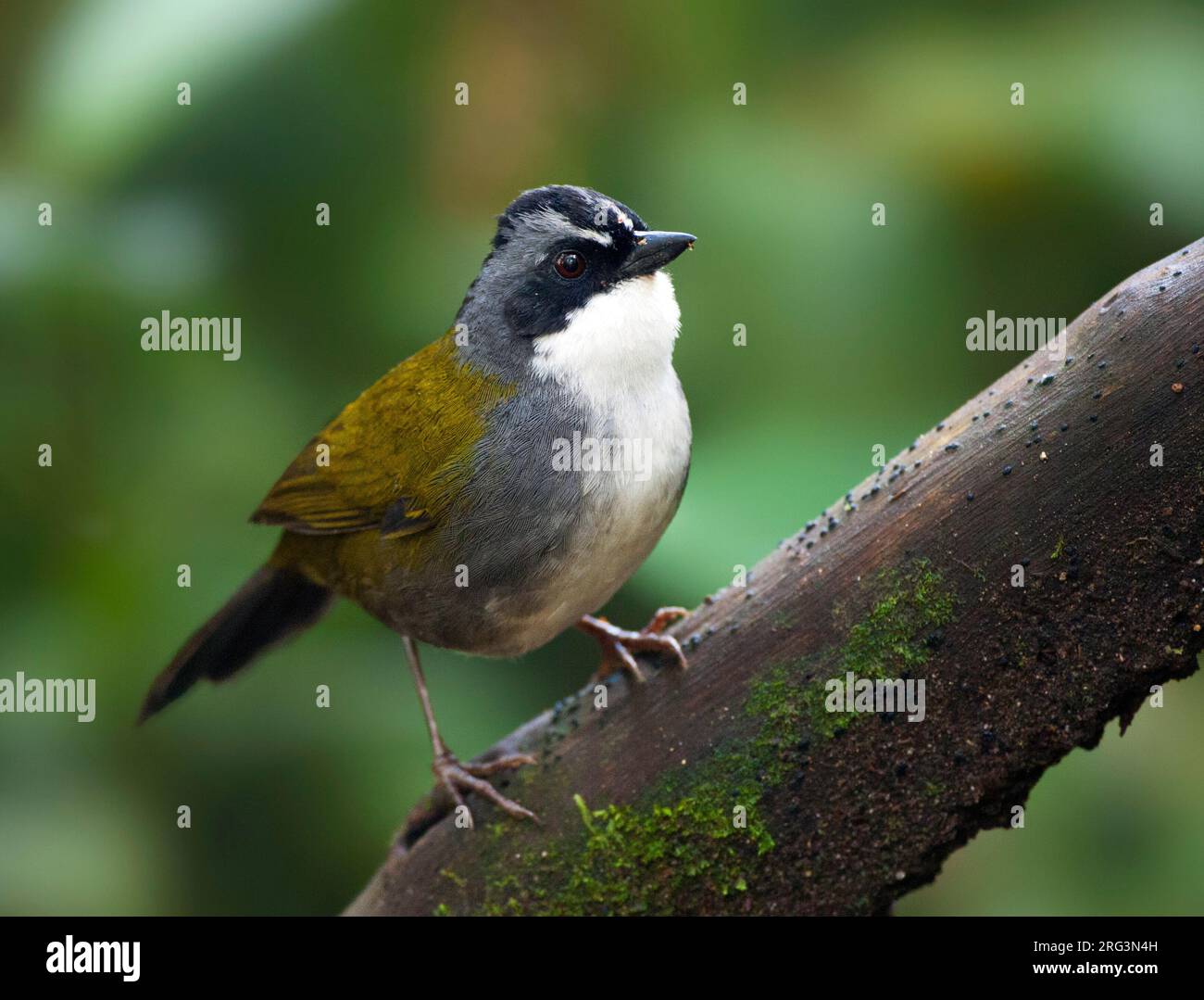 Grey-browed Brush-Finch (Arremon assimilis) sitting on a branch in understory of subtropical forest in Colombia. Stock Photo