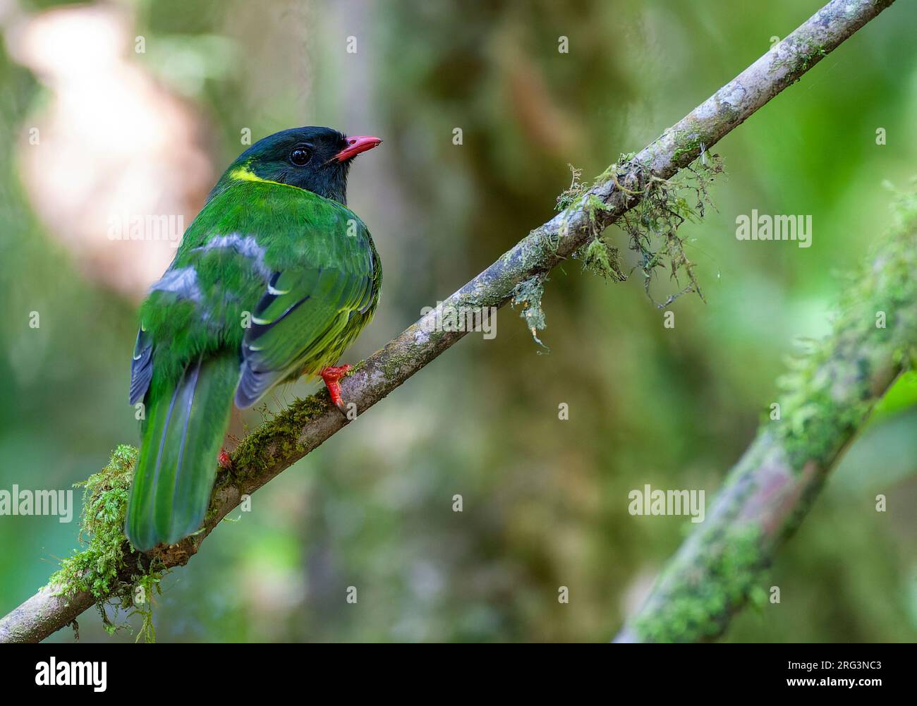 Male Green-and-black Fruiteater (Pipreola riefferii) at Rio Blanco, Colombia. Stock Photo