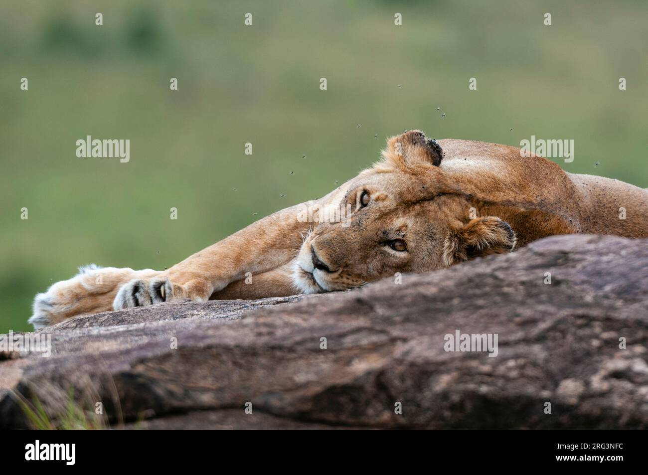 A lioness, Panthera leo, resting on a rock. Masai Mara National Reserve ...