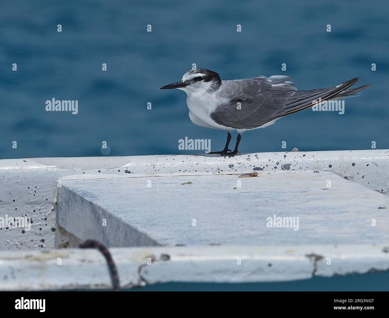 Adult winter Spectacled Tern (Onychoprion lunatus), also known as the grey-backed tern, standing on a boat in tropical seas in French Polynesia. Stock Photo