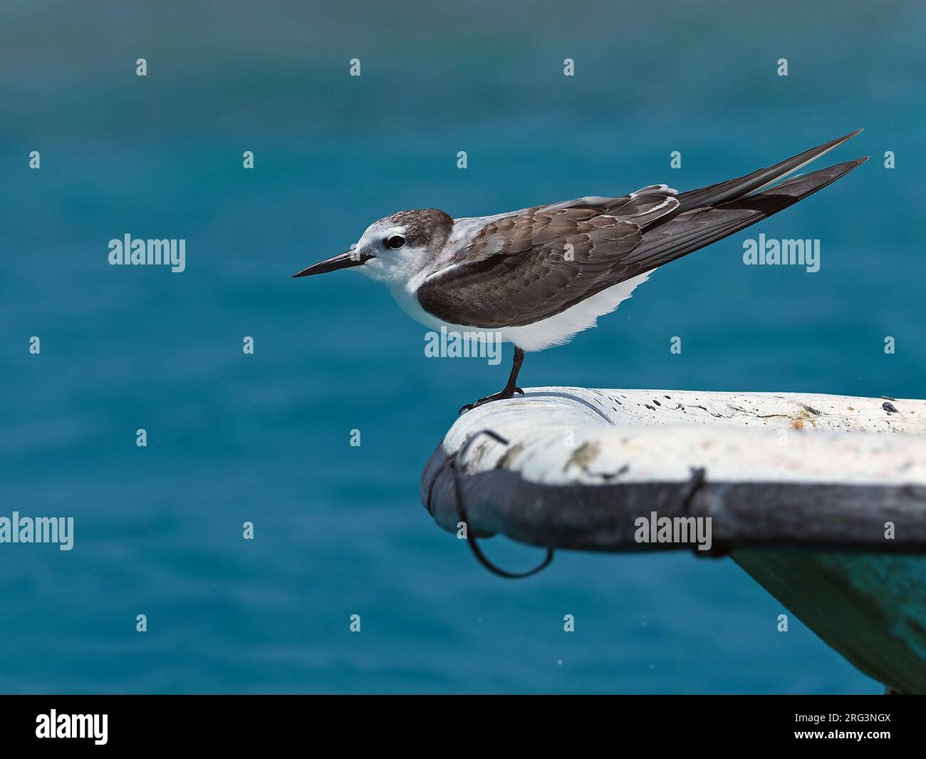Immature Spectacled Tern (Onychoprion lunatus), also known as the grey-backed tern, standing on a boat in tropical seas in French Polynesia. Stock Photo