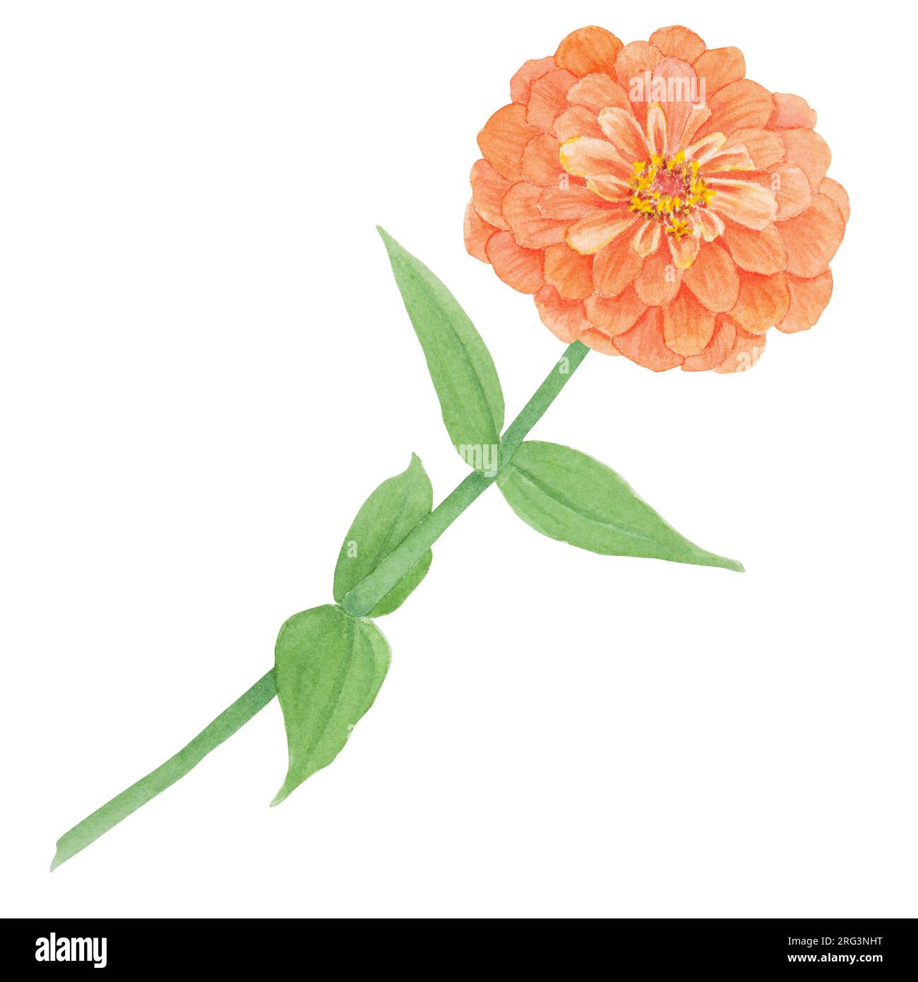 Zinnia Flower Drawing