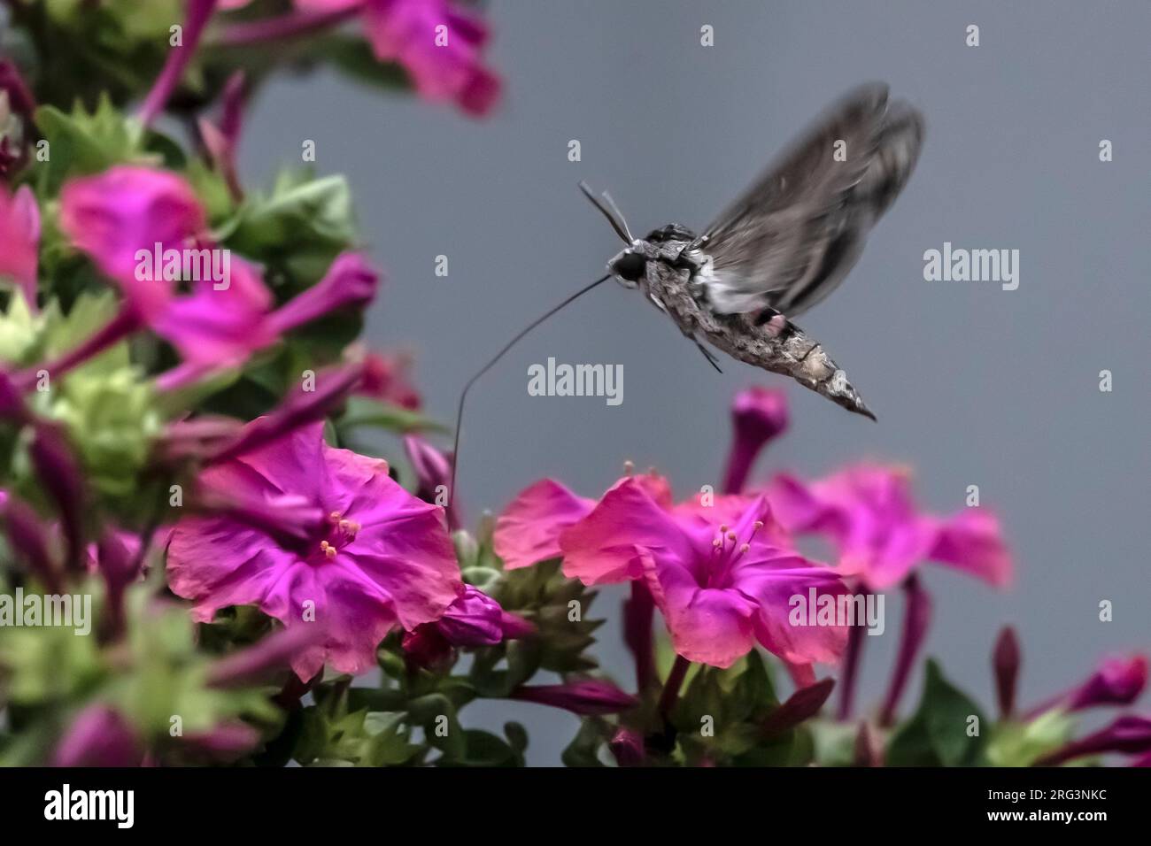 Convolvulus Hawk-moth (Agrius convolvuli) hovering at dusk in village, Corvo, Azores, Portugal. Stock Photo