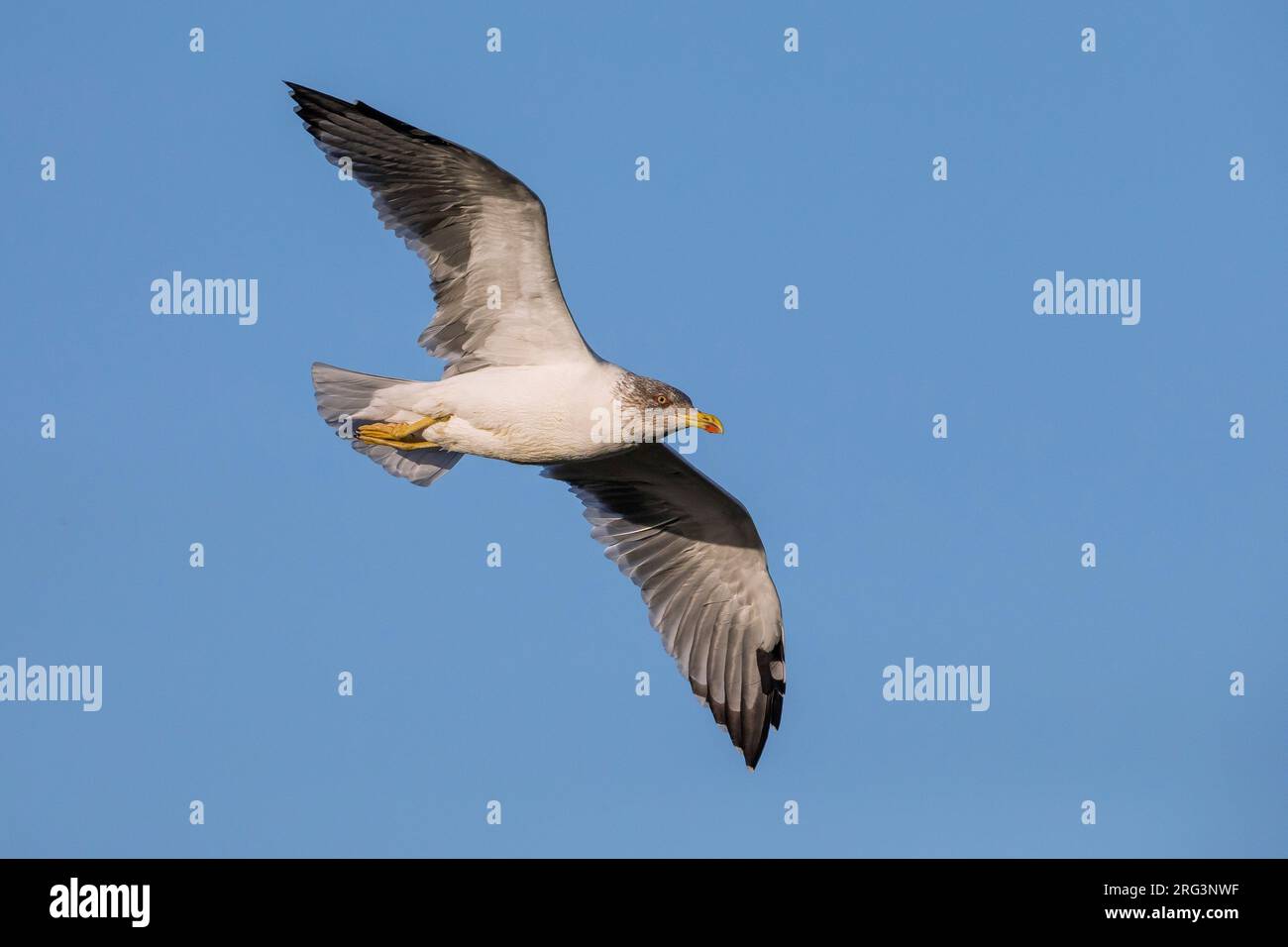 Azorean Yellow Legged Gull