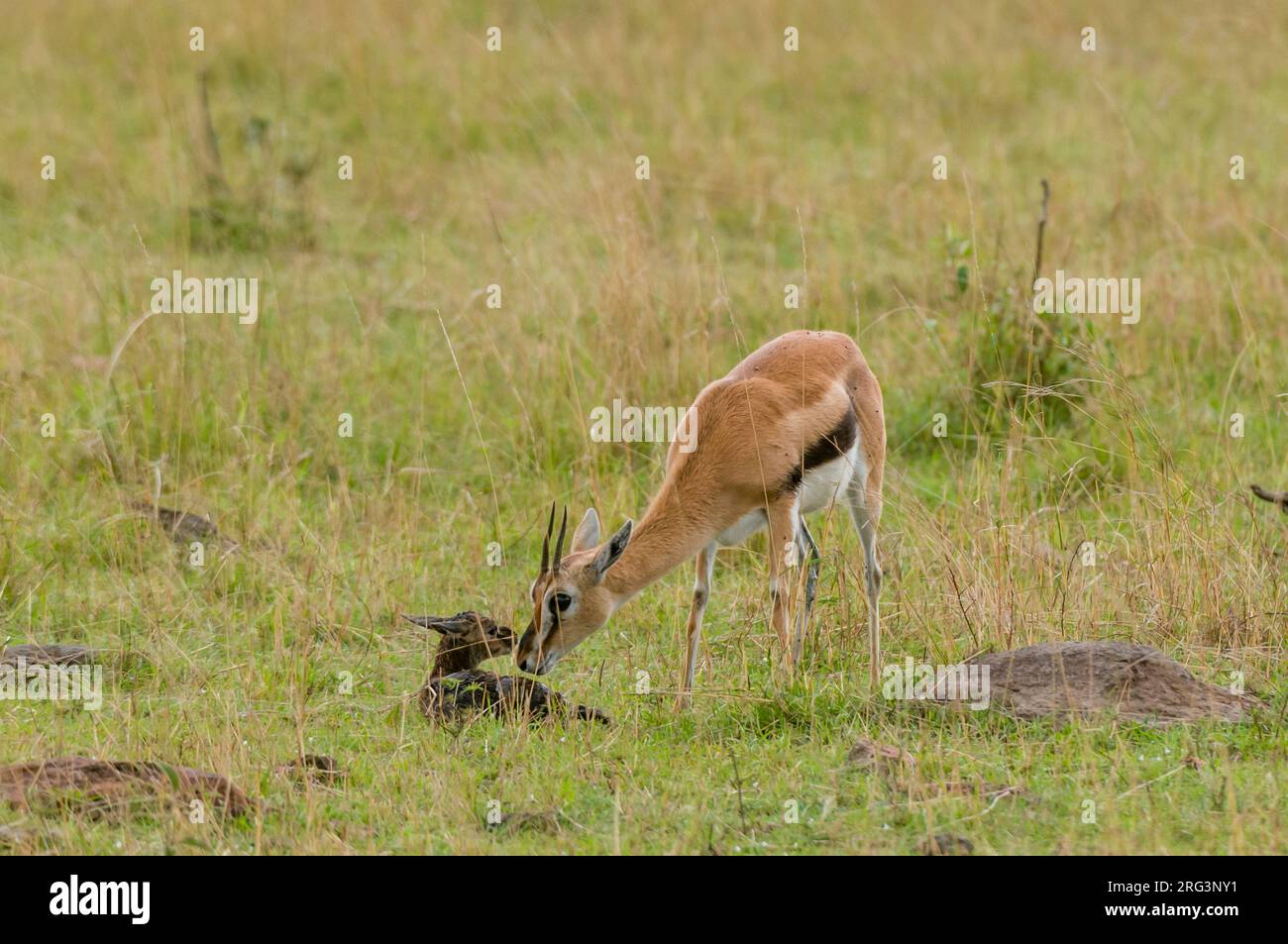 A Thomson's gazelle with her newborn, Gazella thomsoni. Masai Mara ...