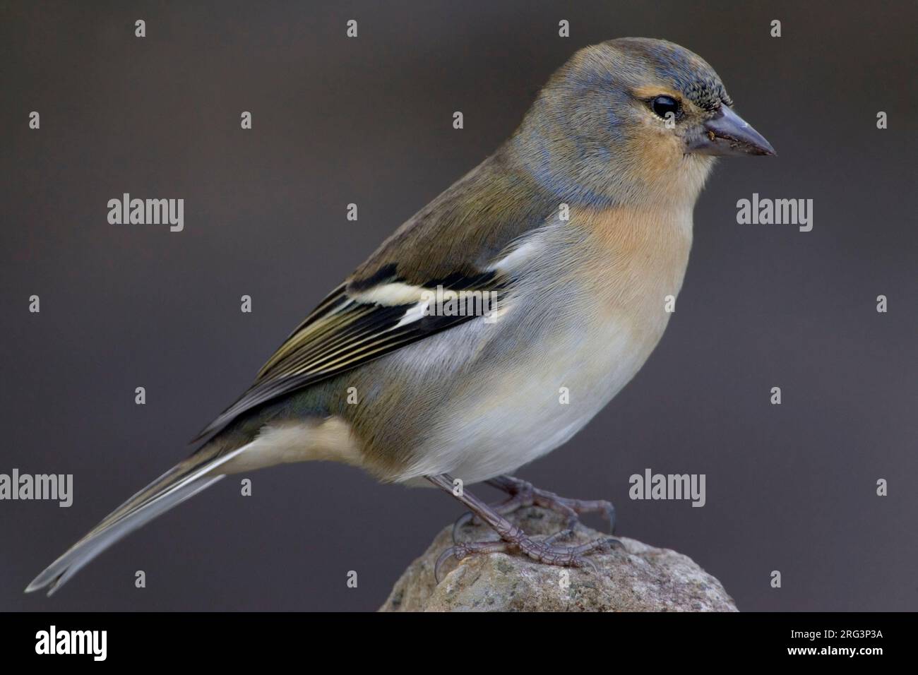 mannetje-azorenvink-male-azores-chaffinch-stock-photo-alamy