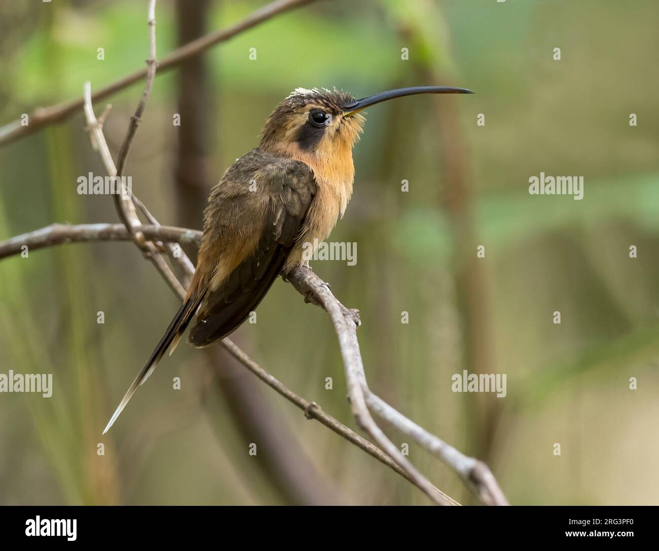 Cinnamon-throated Hermit, Phaethornis nattereri, perched on a thin branch Stock Photo