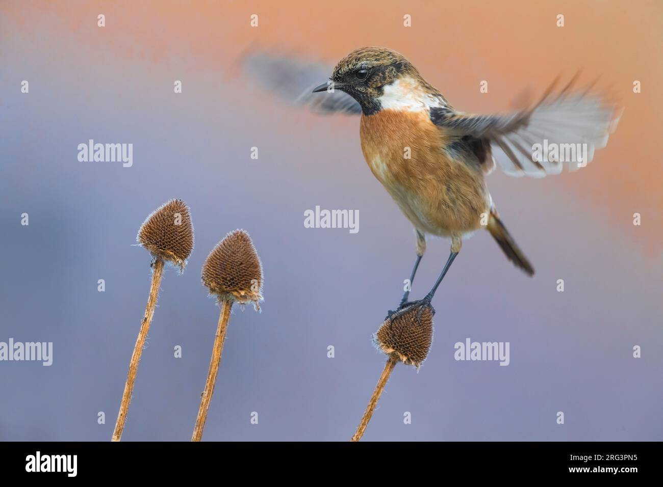 Stonechat wintering hi-res stock photography and images - Alamy
