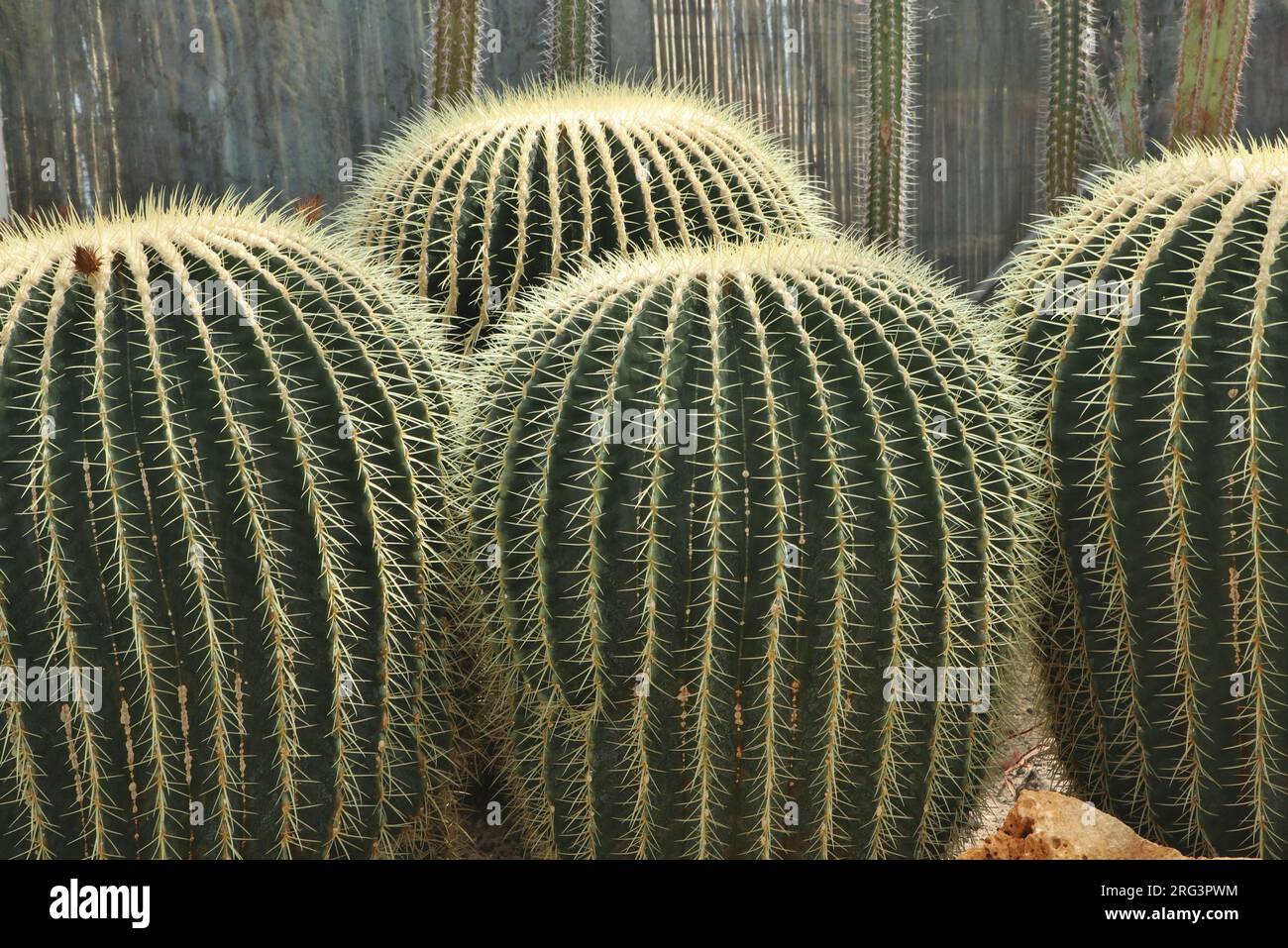 golden barrel cactus plants side view Stock Photo Alamy